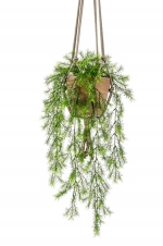 Asparagus sprengeri hanging bush x6 75cm in tc hanging pot aged 16cm